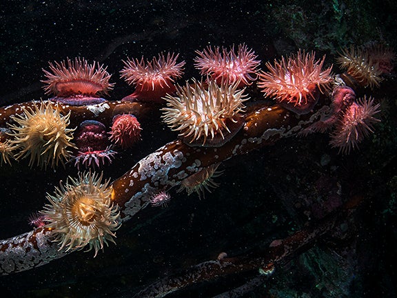 If you couldn't tell by the name, brooding anemones tend to be pretty caring mothers. The eggs are fertilized within the digestive cavity. The larvae then escape through the mouth, and hang out on the mother's pedal disk until they're ready for the real world. Photograph was taken in Hunt Rock British Columbia, Canada.