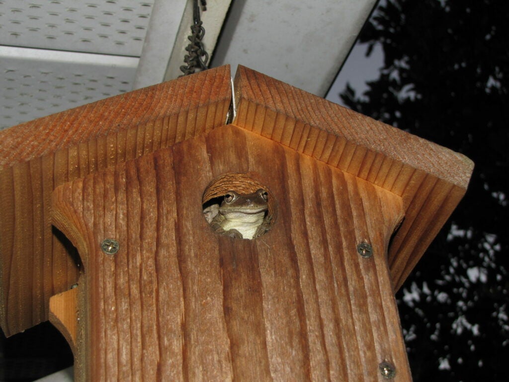 a frog in a birdhouse