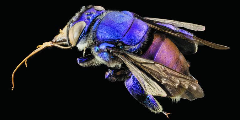 15 Bee-utiful Pictures Of Bees