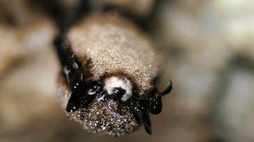 Students Engineer Help For Bats Fighting White Nose Syndrome