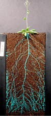 A plant’s roots are one of the hardest structures of a plant for scientists to study. Unlike their leaves, the roots remain hidden in the soil and scientists must dig them up in order to study them. Now, a team of scientists at The Carnegie Institution for Science, figured out a way to study roots without taking them out of the ground by genetically engineering the plants to produce a bioluminescent called luciferase. Then using a light sensitive camera and custom built vessels they can achieve an image like the one pictured of a mustard plant’s root system.