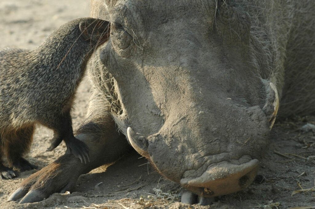 Mongoose Cleaning Warthog