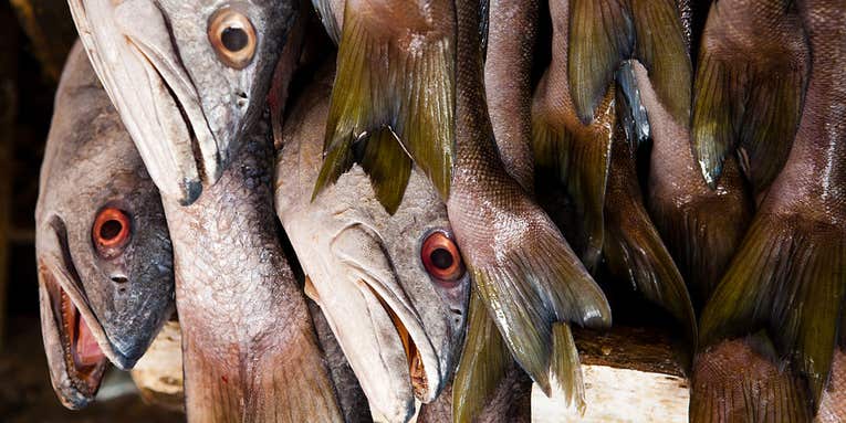 When You Smell Fish, You Think More Critically