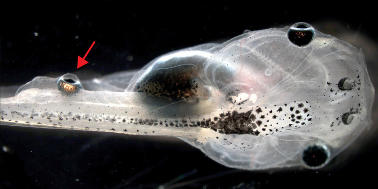 Scientists Put A Working Eyeball On A Tadpole’s Tail