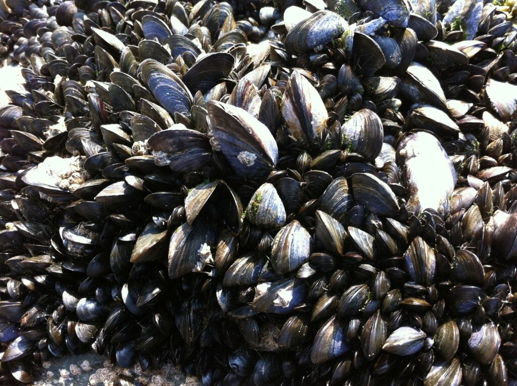 "mussels"