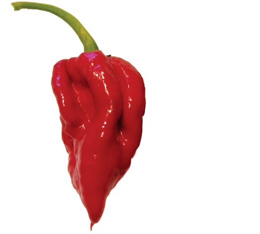 the naga viper, hottest pepper in the world