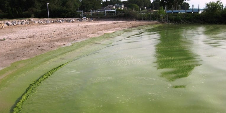 U.S. Government Invests $78 Million in Algae Biofuels Research