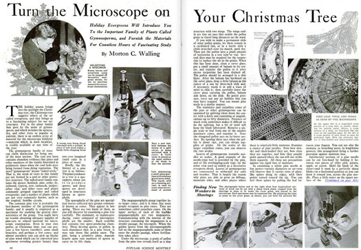 Most people throw out their Christmas trees after New Year. What a shame, considering what you can learn about botany from old pine needles! What better way to unwind after the holidays than by sectioning pine needles? We encouraged readers to collect a few pinecones and sprigs from their holiday boughs to educate themselves on the world of gymnosperms--that is, the plant family encompassing hemlock, pine, spruce, yew, cypress, and juniper, among other evergreens. Projects include creating slides out of pollen grain, which resembles a winged structure when under the microscope. With a small chopping block, a razor, and a scalpel you could also slice open young pine cones and yew leaves for a whole day's worth of observation. Read the full story in "Turn the Microscope on Your Christmas Tree"
