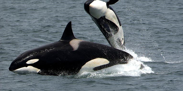 The toxins of our past still threaten the future of killer whales