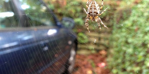 Your Car Might Contain Hidden Spider Stowaways