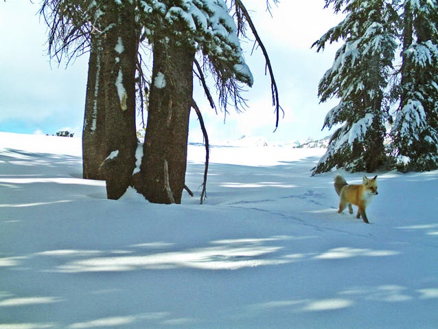 Wildlife biologists at Yosemite National Park have <a href="http://www.nps.gov/yose/parknews/rare-sierra-nevada-red-fox-spotted-in-yosemite-national-park.htm">spotted</a> the Sierra Nevada Red Fox for the first time in almost 100 years. They used motion-sensitive cameras to get pictures of the fox in December 2014 and January in the northern part of the park.