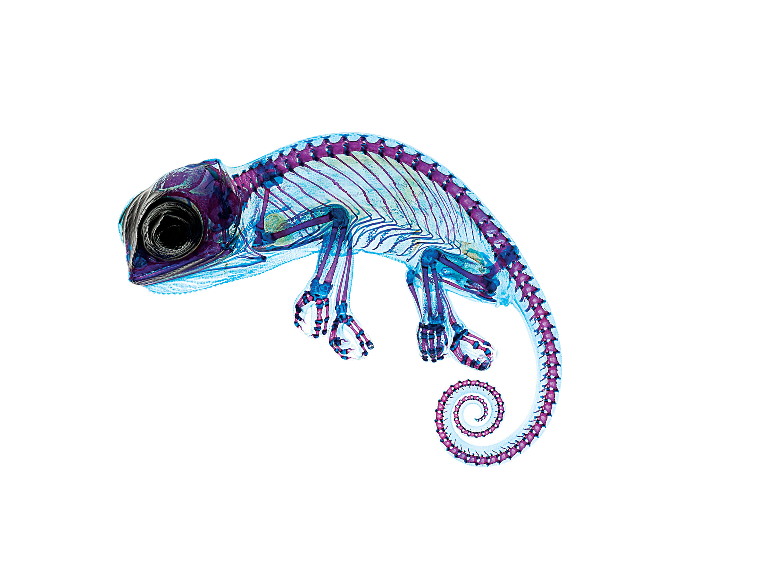 A Delicate Chameleon Displays Vivid Colors Under The Microscope
