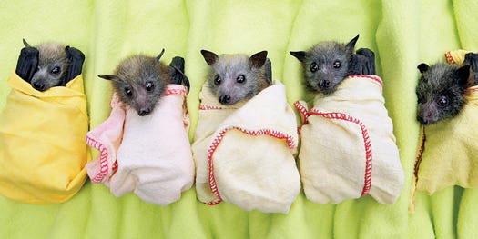 Bats Out of Hell: Rescue Efforts for Some of the Smallest Victims of Australia’s Floods