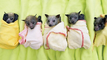 Bats Out of Hell: Rescue Efforts for Some of the Smallest Victims of Australia's Floods