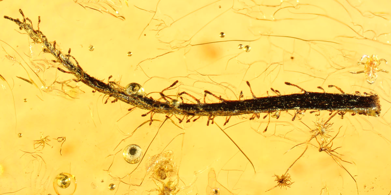 Found: An Insect-Eating Plant Sealed In Amber