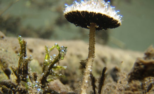 Underwater Mushroom