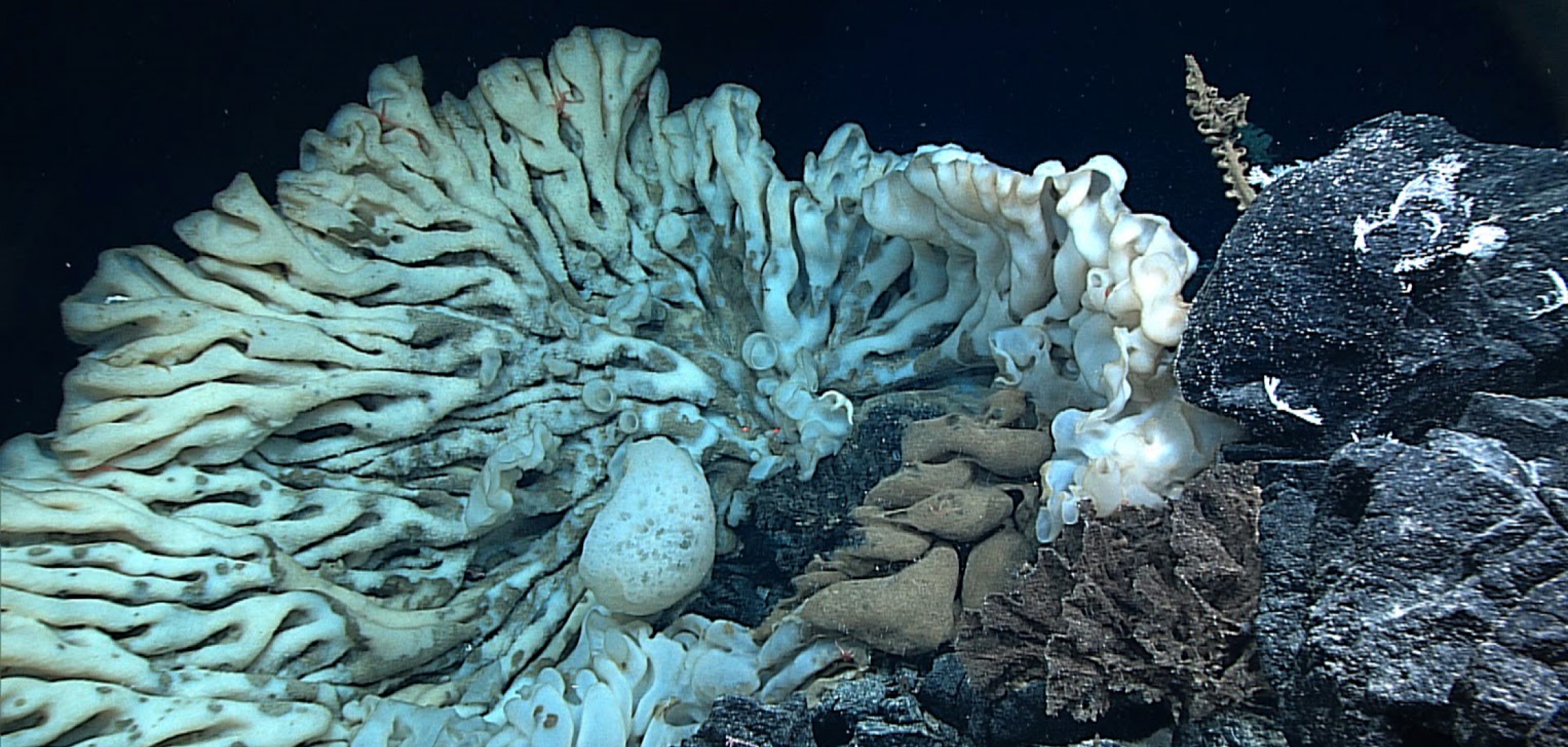 Самые тяжелые организмы. Губка Xestospongia muta. Гигантские морские губки. Морская губка. Самая большая морская губка.