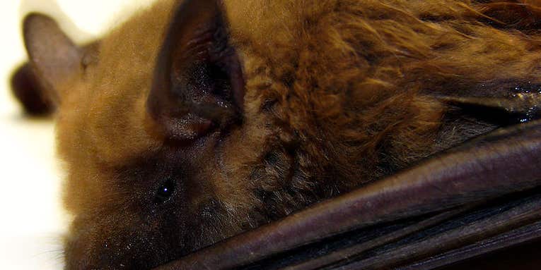 Bats Build Mental Maps Of Their Surroundings And Remember Them For Future Flights