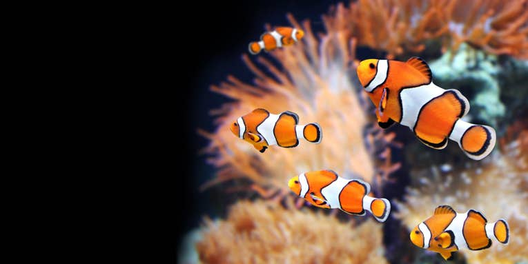 A clownfish can take on a shark, but this predicament may prove harder to handle