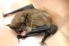 Little brown bat with its mouth open