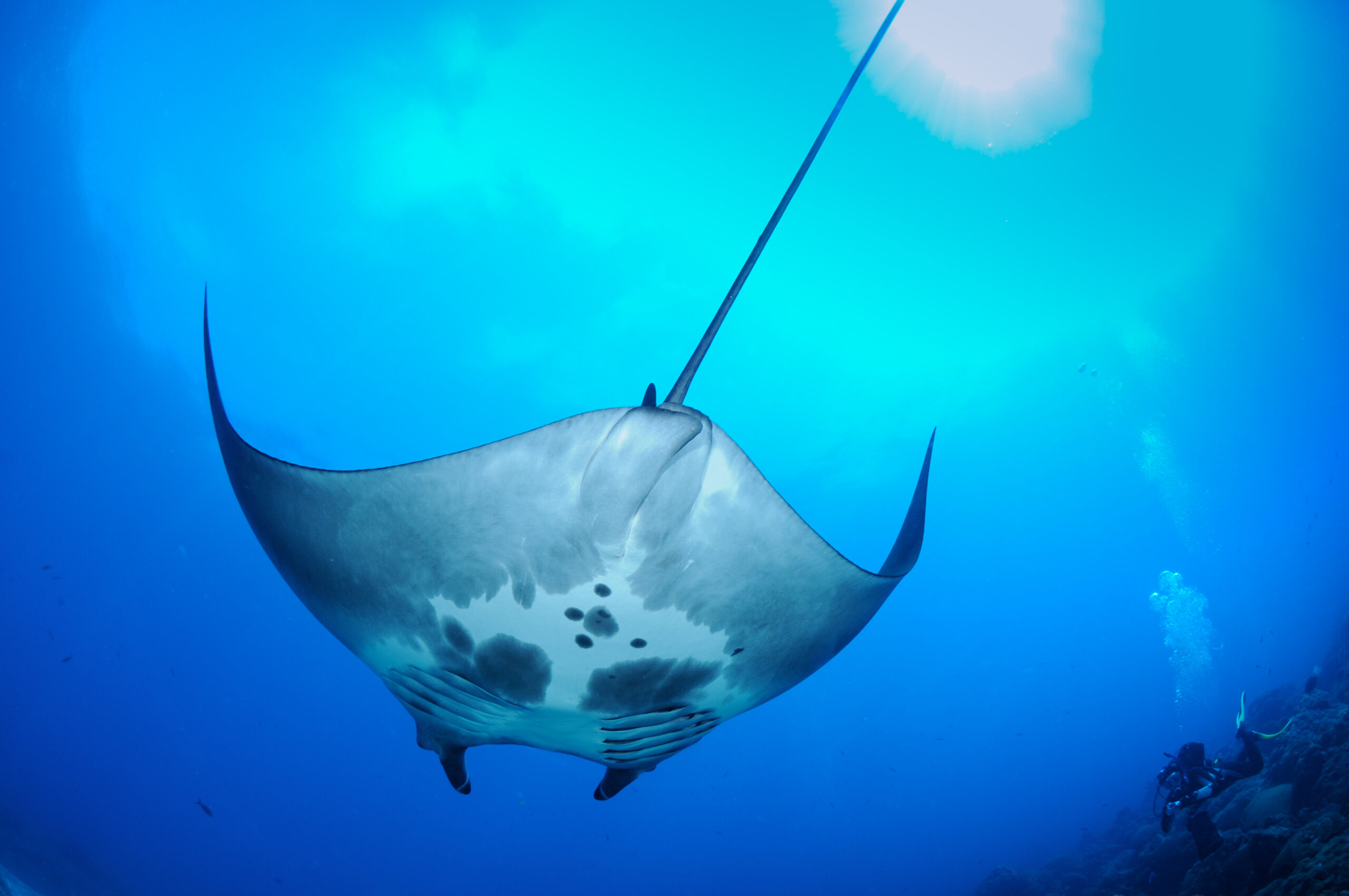 Why biologists are so excited to find a bunch of puny manta rays