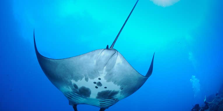 Why biologists are so excited to find a bunch of puny manta rays