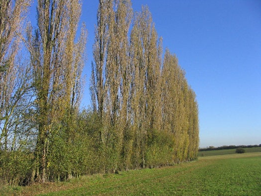 Poplar Science: Producing More Biomass from Genetically Beefed-Up Trees