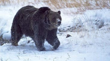 Scarface, Yellowstone’s Most Famous Bear, Illegally Shot Dead