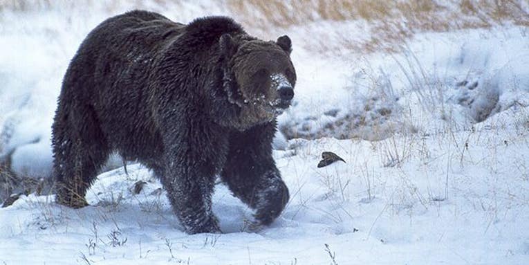 Scarface, Yellowstone’s Most Famous Bear, Illegally Shot Dead