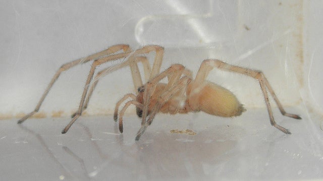 female yellow sac spider