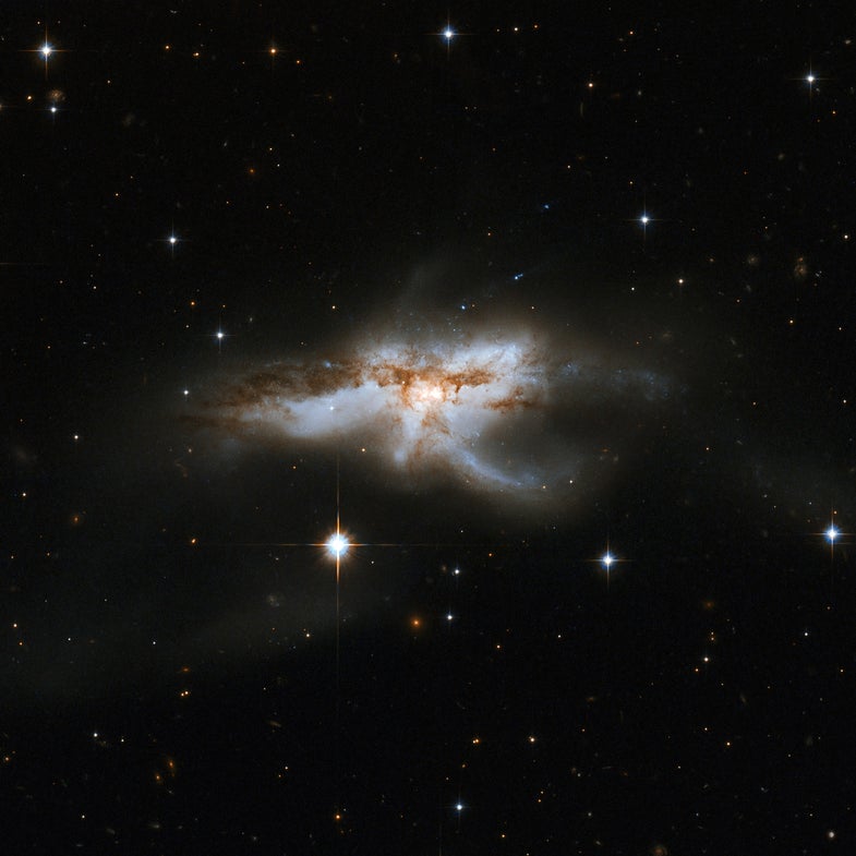 NGC 6240 is a peculiar, butterfly- or lobster-shaped galaxy consisting of two smaller merging galaxies. It lies in the constellation of Ophiuchus, the Serpent Holder, some 400 million light-years away. Observations with NASA s Chandra X-ray Observatory have disclosed two giant black holes, about 3,000 light-years apart, which will drift toward one another and eventually merge together into a larger black hole. The merging process, which began about 30 million years ago, triggered dramatic star formation and sparked numerous supernova explosions. The merger will be complete in some tens to hundreds of millions of years.