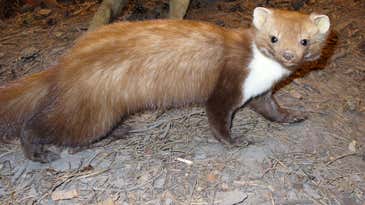 CERN Confirms: Large Hadron Collider Downed By Small Beech Marten