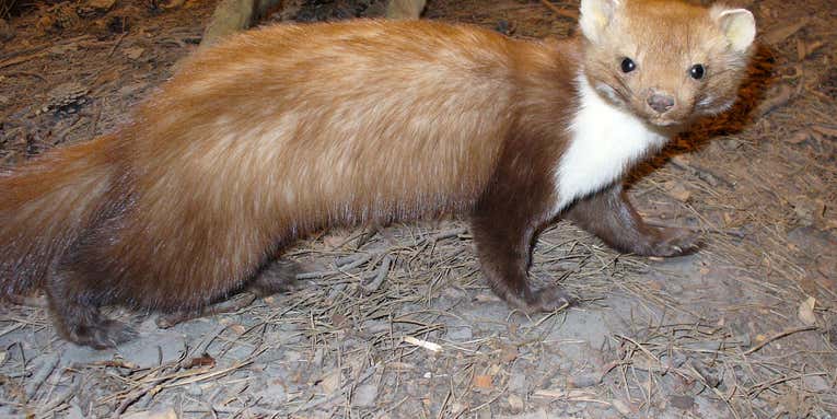CERN Confirms: Large Hadron Collider Downed By Small Beech Marten
