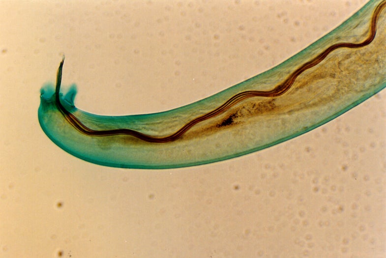 lungworm angiostrongylus cantonensis