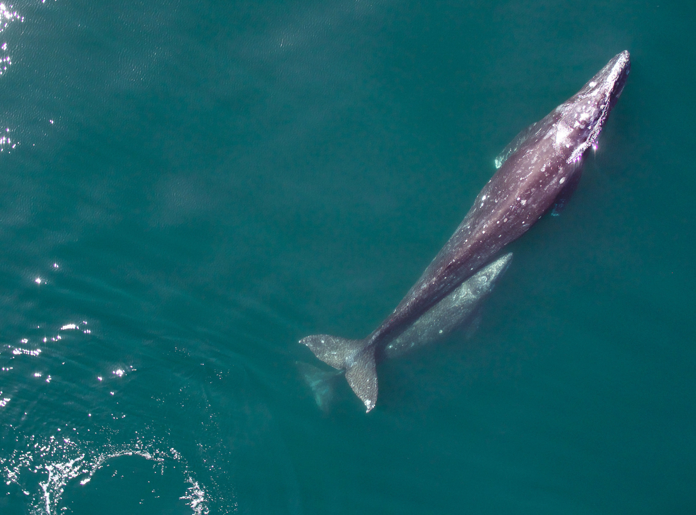 NOAA Is Using Drones To Track Migrating Gray Whales