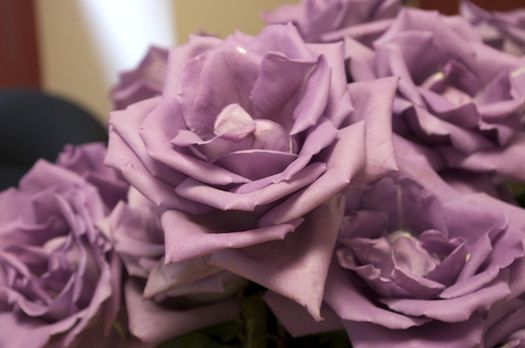Suntory Creates Mythical Blue (Or, Um, Lavender-ish) Rose