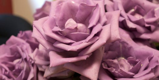 Suntory Creates Mythical Blue (Or, Um, Lavender-ish) Rose