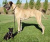Great Danes have an average life span of 8 to 10 years.