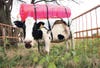 cow with tank strapped to back