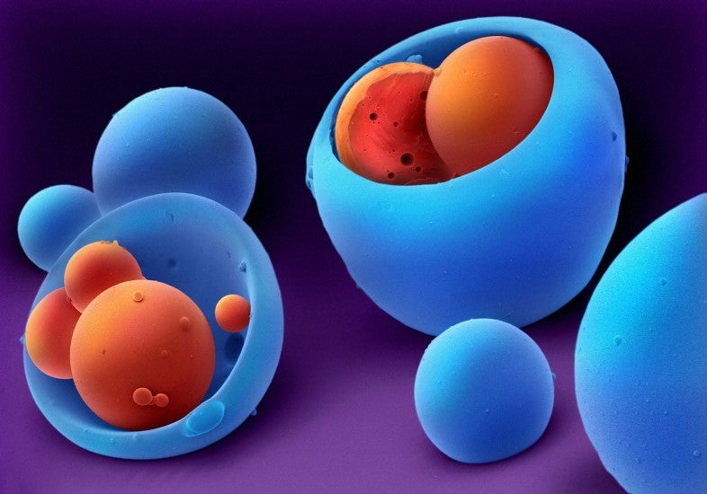 These orange and blue balls represent electron microscope images of co-polymers. These are used for a drug delivery system known as particle in particle. The inner particle, shown in orange, is loaded with the drug prednisolone, used to treat inflammatory bowel disease. The outer particle, in blue, is a co-polymer which encapsulates the inner particle. Polymers can be used to coat a drug to prevent it being released in the stomach, or to produce a slow release of drug. [<a href="http://www.wellcomeimageawards.org">Wellcome Image Awards</a>]