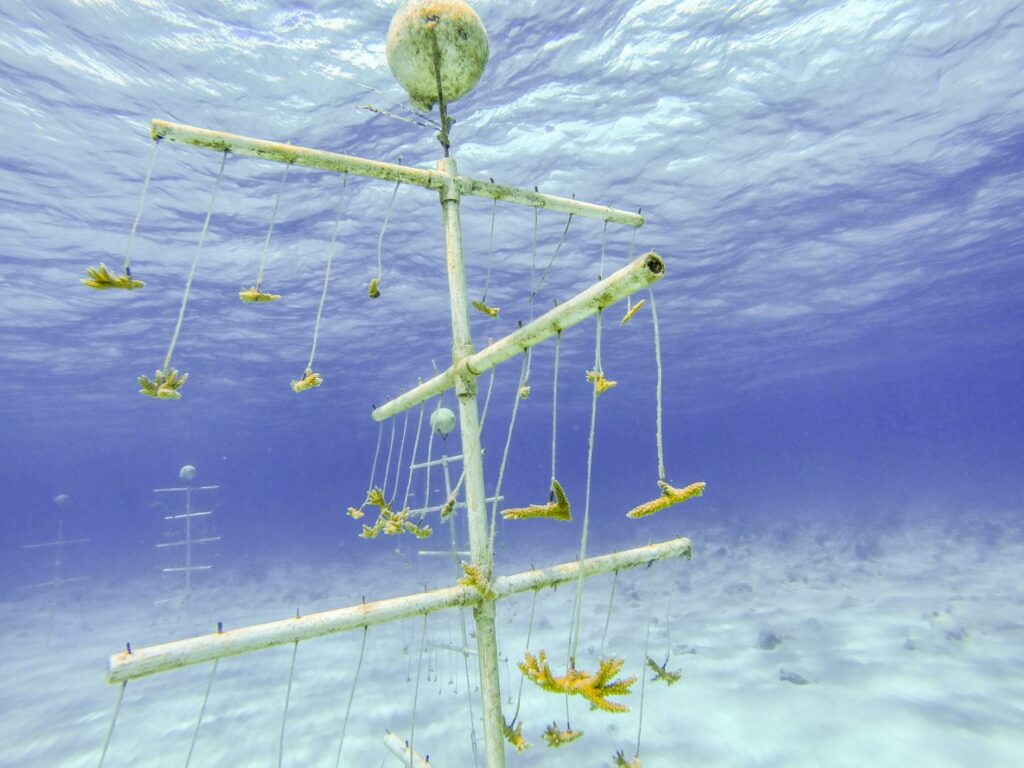 Coral nurseries, like this one established off Andros Island in the Bahamas, can help replenish diminishing coral populations threatened by overfishing, pollution, and <a href="https://www.popsci.com/noaa-world-is-entering-third-global-coral-bleaching-event/">climate change</a>. This image is part of a <a href="http://www.sciencemag.org/content/350/6262/750.short/">special issue</a> of Science magazine, published on November 13, dedicated specifically to exploring climate change in oceans.
