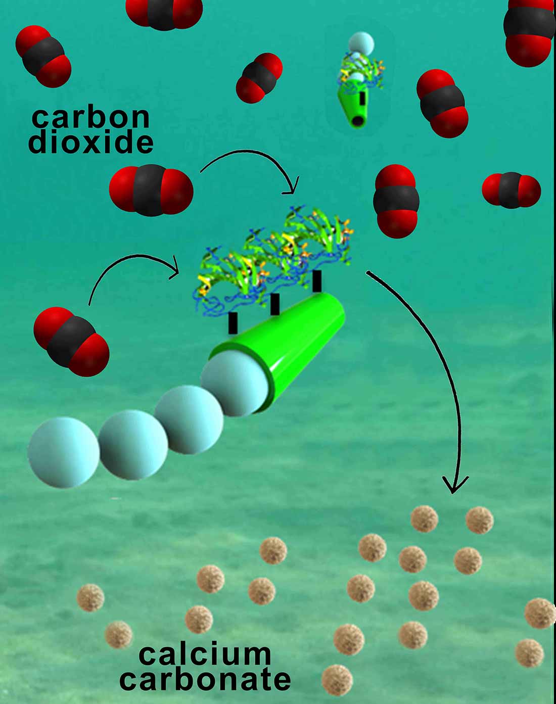 Tiny Motorized Robots Can Clean Carbon Dioxide Out Of Seawater