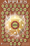 Your Autumn Guide To Apples [Infographic]