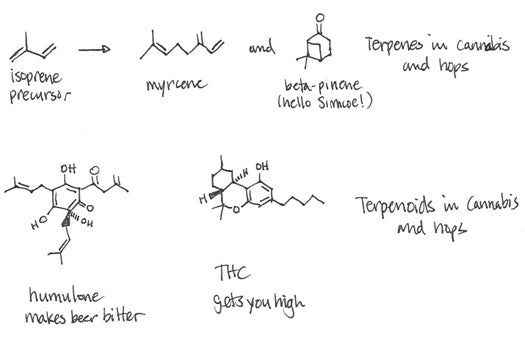 Common aroma terpenes -- and precursor molecule isoprene -- found in cannabis and hops on the top row. On the bottom, the terpenoids in hops that make beer bitter and make cannabis a psychoactive drug.