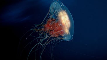 Space-Born Jellyfish Hate Life On Earth