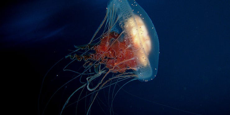 Space-Born Jellyfish Hate Life On Earth