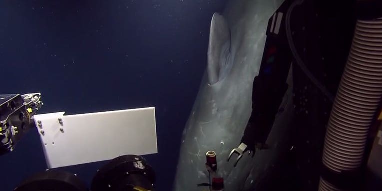Underwater Robot Surprised By Sperm Whale [Video]
