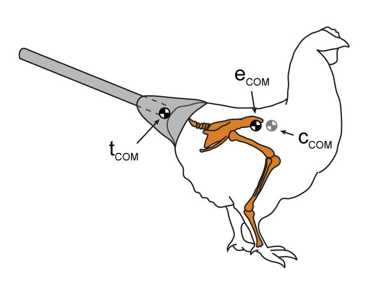 Experimental conditions and kinematic parameters measured.(A) Scheme of the control (C, grey hindlimbs), control-weight (CW, yellow hindlimbs), and experimental (E, orange hindlimbs) subjects. Control-weight subjects were raised with extra weight located over the pelvis. Experimental animals were raised carrying a wooden stick inserted in modeling clay and attached to the pelvic girdle. Estimations of the center of mass of the tail rig (tCOM), as well as of a control (cCOM) and of an experimental individual (eCOM), are shown. (B) Diagram of the segmental angles (f, femur; tt, tibio-tarsus; tm, tarso-metatarsus) and joint angles (k, knee; a, ankle) used in this study.