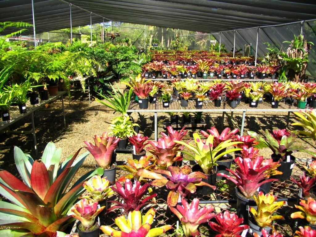 A nursery filled with bromeliads, a type of flowering plant. Bromeliads were the most successful of the five plants at removing indoor air pollutants.