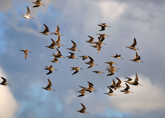 Birds May Use Quantum Mechanics To Migrate South